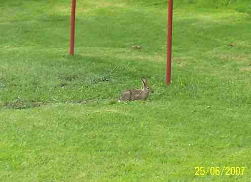 Fotografiá de la zona de campamento, la fotografía se tomó durante el día. En la foto se ve un conejo, es color marrón, tiene unas largas orejas, esta disfrutando del verde pasto que cubre el suelo.